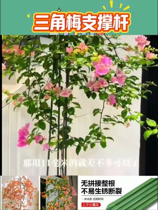 【苏塑】三角梅高飘支撑杆月季爬藤架子花架绿植物防倒伏花卉支撑架#绿植花卉 #绿植盆栽 #绿植小技巧 #好物推荐🔥 #好物种草