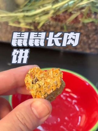 鼠鼠吃了长肉肉的小饼干,快快安排上吧#鼠鼠 #鼠鼠我呀 #仓鼠 #金丝熊 #萌宠
