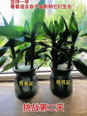 第2集 | 相同植物,一盆只赞美,一盆只贬低,一年之后有什么区别?#富贵竹#语言暴力到底有多可怕 #语言的力量 #赞美 #赞美效应