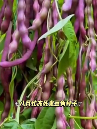 【八月忙冻死鬼豆角种子】家庭阳台小院盆栽地栽四季种植#上热门#好物推荐#种草