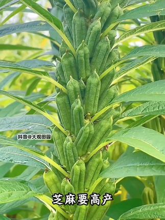 芝麻种植管理 芝麻增产叶面肥,科学方法膨大籽粒增加千粒重#农业种植 #芝麻种植 #芝麻种植高产技术 #芝麻专用肥 #芝麻高产种植