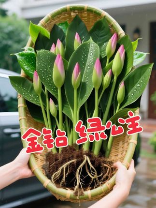 金钻绿公主 水培金钻绿公主:让春日鲜氧住进日常角落 水培的金钻绿公主,恰似从春日暖阳里裁下的一缕绿意,悄悄溜进了平淡生活的缝隙中。 叶片缀着一层细腻的光泽,在透明的玻璃瓶中自在舒展,每一片都像刚沾过朝露般丰盈;根须在清水中缓缓延伸,把藏不住的活力织进弯弯曲曲的纹路里。无需费心照料土壤,只需看那抹翠色在光影中轻轻晃动,空气里便漫着水润的清爽,混着草木浅浅的芬芳。 摆在书桌、窗台或是餐桌,它干干净净的模样,晕染出几分素雅的情调。那不多不少的绿意,让家里的每一刻都裹着淡淡的悠然,仿佛把小半片林间的闲适,都悄悄藏进了这一方小小的空间里。#清新自然 #大叶金钻绿公主 #四季常绿 #水培植物 #水培