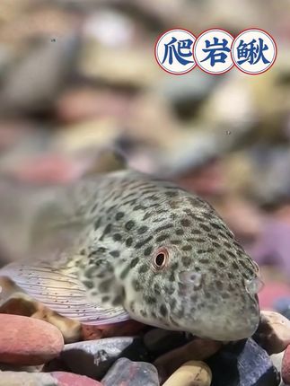 “清洁卫士”爬岩鳅来报到!自带清藻啃残饵技能,让鱼缸洁净如新,关键养护省心。灵动模样更给鱼缸添生机,快请它回家!#爬岩鳅 #养鱼日记 #神奇动物在抖音 #抖音推广 #萌宠出道计划 @抖加🔥上热门🔥dou+🔥热点宝 @上热门🔥🔥🔥