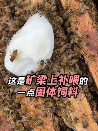 #养蜂日记 #蜜蜂养殖 #原创视频 #三农养殖