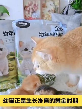 #养猫新手 #养猫人 猫粮幼猫粮1-12月专用奶糕营养长肉发腮猫咪鲜肉成猫粮通用#吃货猫 #喂猫 #宠物吃货