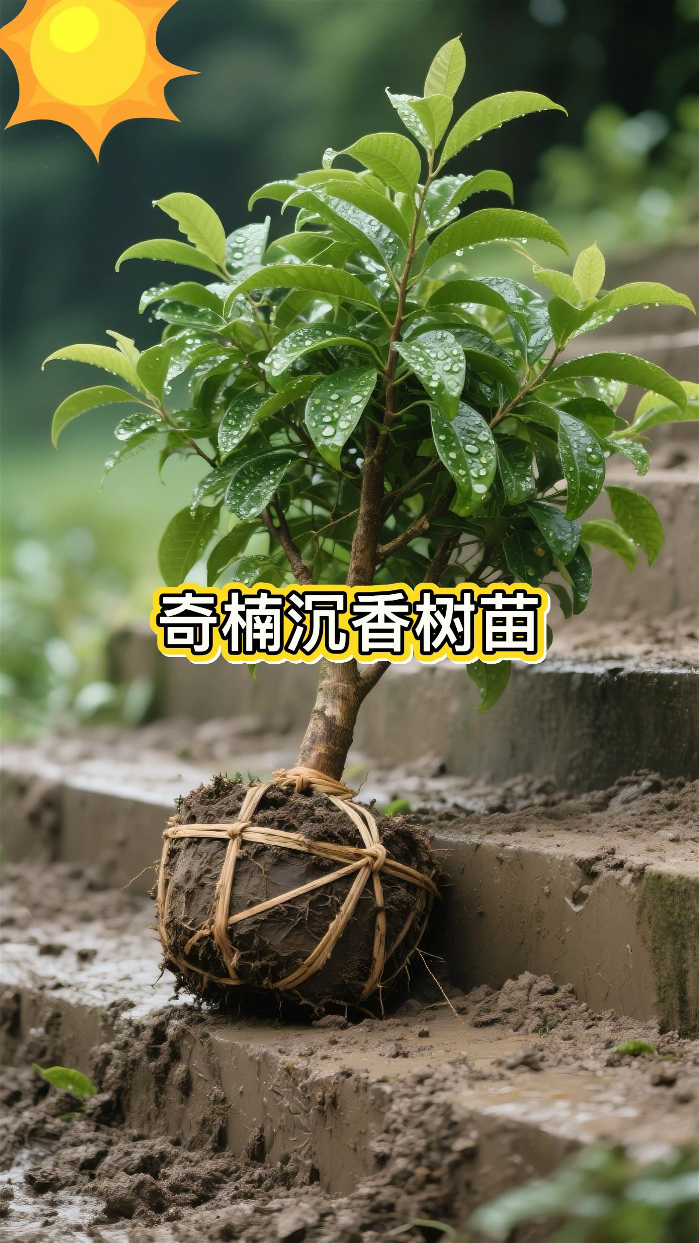 海南沉香树苗土沉香苗奇楠沉香树苗名贵树苗带叶绿色批发树苗庭院
