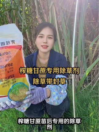 甘蔗地各种顽固杂草都可以轻松的拿下,除草不伤甘蔗苗,封闭也得很久哦#除杂草 #除草剂 #甘蔗 #甘蔗种植 #农业种植