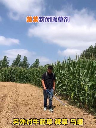 白菜出苗前封闭打的好,杂草没烦恼 #白菜种植 #苗前封闭除草剂 #萝卜种植