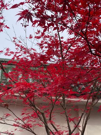 #西梅 #新疆西梅 #新疆西梅熟了 #新疆西梅鲜果 #新疆西梅新鲜水果