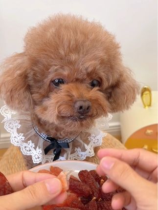 高肉含量吃起来满满的肉香,口感是软软的,营养美味又解馋#萌宠好物#妈呀太香了