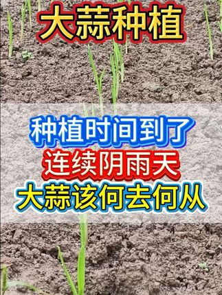 大蒜种植时间到了,但是连续阴雨天,这大蒜怎么办#大蒜 #大蒜种植 #大蒜高产 #大蒜管理 #种大蒜