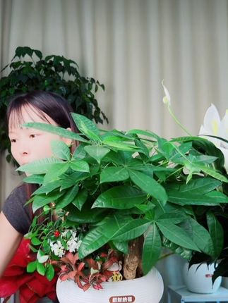 【发财树组合盆栽】绿植(30~40CM)九里香办公桌面盆栽常青好养植物#发财树#盆栽绿植