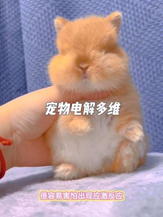 想让兔子陪伴我们更久,养兔子一定要有这个电解质!#萌宠好物 #宠物应激 #兔子 #新手养兔 #宠物营养补充剂