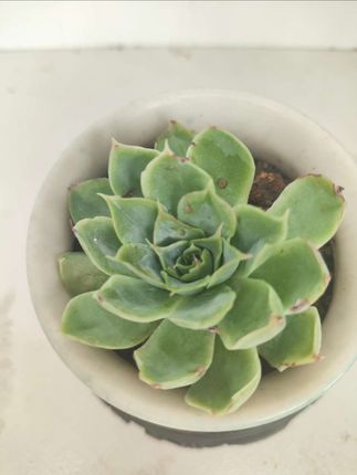 孝感米酒,是刻在湖北人味蕾里的温润记忆。, ,精选糯米循古法发酵,时光慢酿出琥珀色的琼浆——米香清冽如晨露,酒香温润似晚风,甜得含蓄不腻喉,醇得柔和不灼舌。一口入喉,暖意便从舌尖漫到心口,那是孝感独有的市井烟火气,藏着岁月沉淀的甘醇,也裹着寻常日子的甜。, ,#清凉一夏 #快来一起尝个鲜 #爱了爱了 #米酒 #米酒汤圆