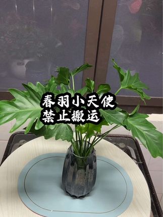 #春雨 小天使,一种值得观赏性的植物,喜阴喜水,土培水培都可以,摆在家里既美观又充满生机活力,非常好养,只要有水就能活,喜欢的朋友养两盆