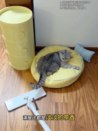 是时候拿出我的秘密武器了#养狗的乐趣 #滴露 #滴露宠物消毒液 #新手养猫 #萌宠好物