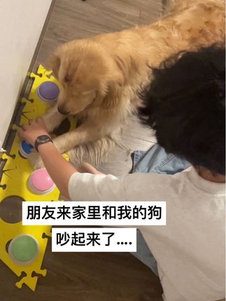 两只狗吵架好吵 #金毛 #狗 #狗狗吵架