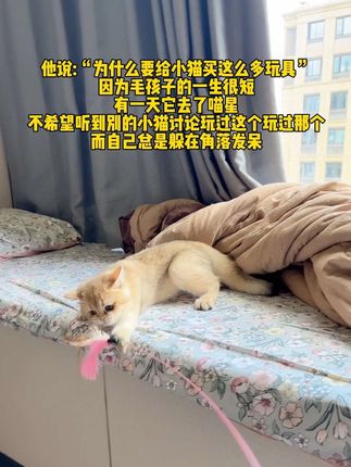#萌宠 #萌宠出道计划 #养猫人 #逗猫神器 #逗猫棒