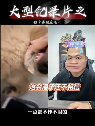 捡了一只赛级金毛?#狗狗 #金毛 #三文鱼油 #宠物鱼油