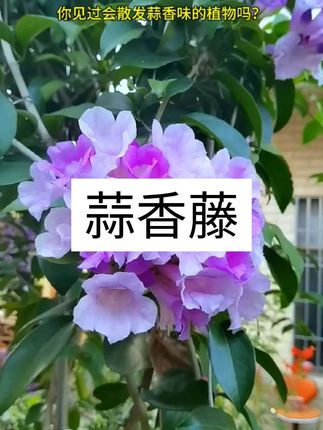 蒜香藤垂落如紫瀑,花随花期渐变,揉叶有蒜香,赏食两用,扮靓庭院超合适。