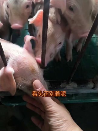 我的娘来🤣又饿的嗷嗷叫,这是要累毁人的节奏啊#自繁自养母猪 #养猪人的日常生活 #仔猪奶粉