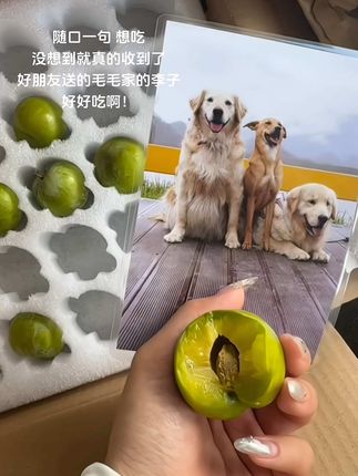 随口一句 想吃!没想到就真的收到了好朋友送的毛毛家的李子 好好吃啊!!#李子熟了 #脱骨李 #又脆又甜 #夏天的味道 #新鲜应季水果
