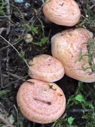 #乌枞菌菌种 #乌枞菌 #在家种蘑菇 #优质农产品 #超便宜超划算