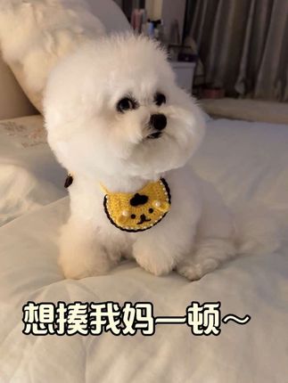 🐶:寄人篱下 还是算了~ #抖音萌宠出道计划 #家有傻狗 #修勾