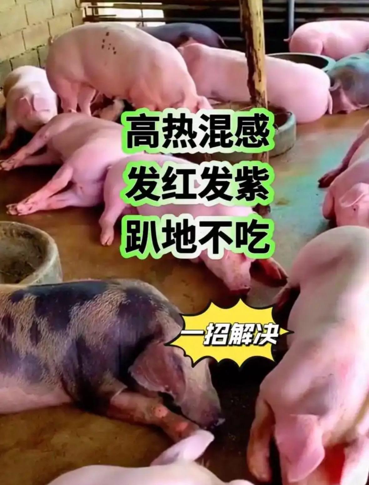 #猪病 #猪病知识 #猪病防控 #猪 #养猪人 猪好热混感、发烧不退,发红发紫,趴窝不吃,日渐消瘦,有什么处理的好办法?点击小黄车购买,用对一物,轻松解决