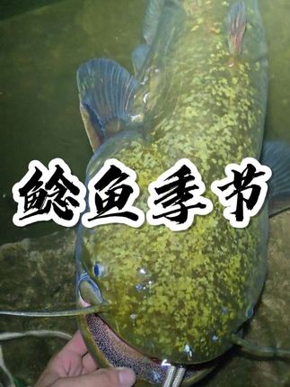 入秋后的第一波鱼情 #臭鱼钓鲶鱼 #钓鱼技巧 #钓鱼人 #十一来场金秋钓鱼局 #海竿新手入门教程