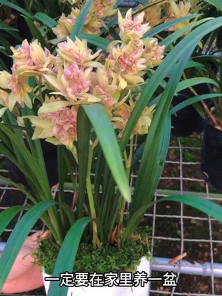 富山奇蝶家里一定要养一盆,花开满屋飘香#兰花种植基地 #兰花 #一花一草一世界