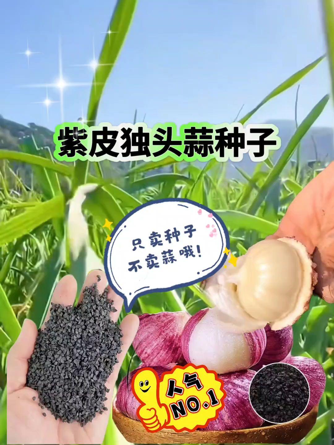 紫皮独头蒜种子高产增收。七月葱八月蒜,又到该种紫皮独头蒜的时候啦!独头蒜种子帮你高产又增收!#紫皮独头蒜种子 #紫皮独头蒜籽 #三农 #抖音助三农 #农业种植