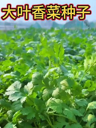大叶香菜种子来啦,四季可种,易种植,发芽率高,种子撒土里浇浇水就能快速生长啦,鲜嫩,香气拉满比普通香菜更过瘾,自己种的更鲜香可口!#香菜种子 #大叶香菜种子 #香菜 #阳台小院均可种植 #优质农产品