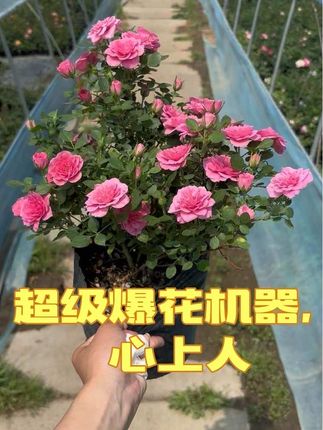 中苗一批特价,品种好,苗情好,全部正在开花 快点抢,贼漂亮,性价比没得说反正#我要上热门 #月季 #基地直发