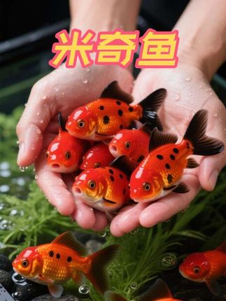 米奇鱼 养鱼爱好者看过来!萌趣米奇鱼来啦!体色绚丽,灵动又可爱。它皮实好养, 不挑水质和饲料,新手小白也能轻松驾驭,还繁殖超快,养鱼体验直接拉满!让你 #轻松养鱼 #观赏鱼 #水族爱好者#米奇鱼 #新手小白 轻松变养鱼大佬@抖加🔥上热门🔥dou+🔥热点宝