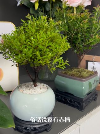 #绿植盆栽花卉 小叶赤楠,俗话说家有赤楠,万事不难,它是气节的象征,叶片柔美,四季常青,而且非常好养#园艺绿植 #养花小知识 #养花人 #家庭养花