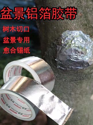 大断头如何缩短养过渡的时间#盆景制作技巧 #养过渡