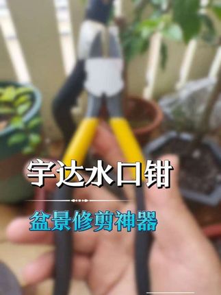 盆景修剪神器!宇达水口钳,结实耐用物美价廉!真正的园艺工作好帮手! #园艺工具 #水口钳 #盆景修剪 #爱生活爱养花