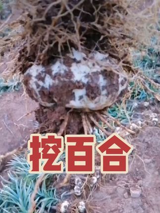 每天都是现挖的#宜兴百合#宜兴土特产百合#我的农忙时刻#