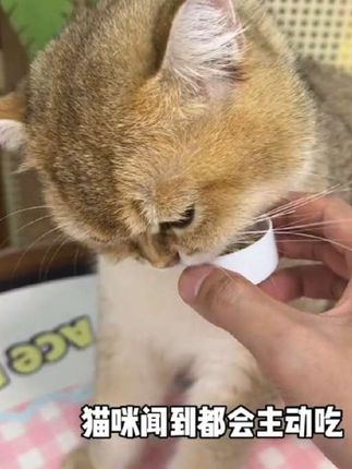 养猫人千万不能忽略猫咪排毛的重要性!派迪诺大品牌温和排毛不催吐!#养猫人 #化毛球片 #新手养猫 #猫草片 #萌宠好物