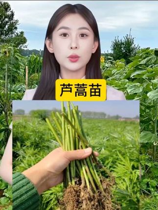 #芦蒿#蔬菜种植 #优质种苗 #农业种植 #支持三农扶持三农发展