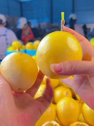 降价了,降价了,新鲜采摘的百香果降价了,个大多汁,纯甜无酸,喜欢的不要错过#新鲜应季水果 #新鲜采摘 #产地直发