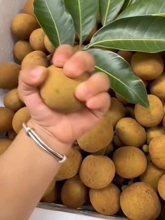 又到一年龙眼季,2025新鲜现摘石峡龙眼,皮薄肉厚,清甜多汁#快来一起尝个鲜 #产地农民种植的#口感特别好 #新鲜采摘#龙眼