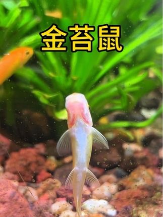 鱼缸放几条金苔鼠,再也不用打扫了!#鱼缸清洁 #金苔鼠鱼 #新手养鱼 #观赏鱼