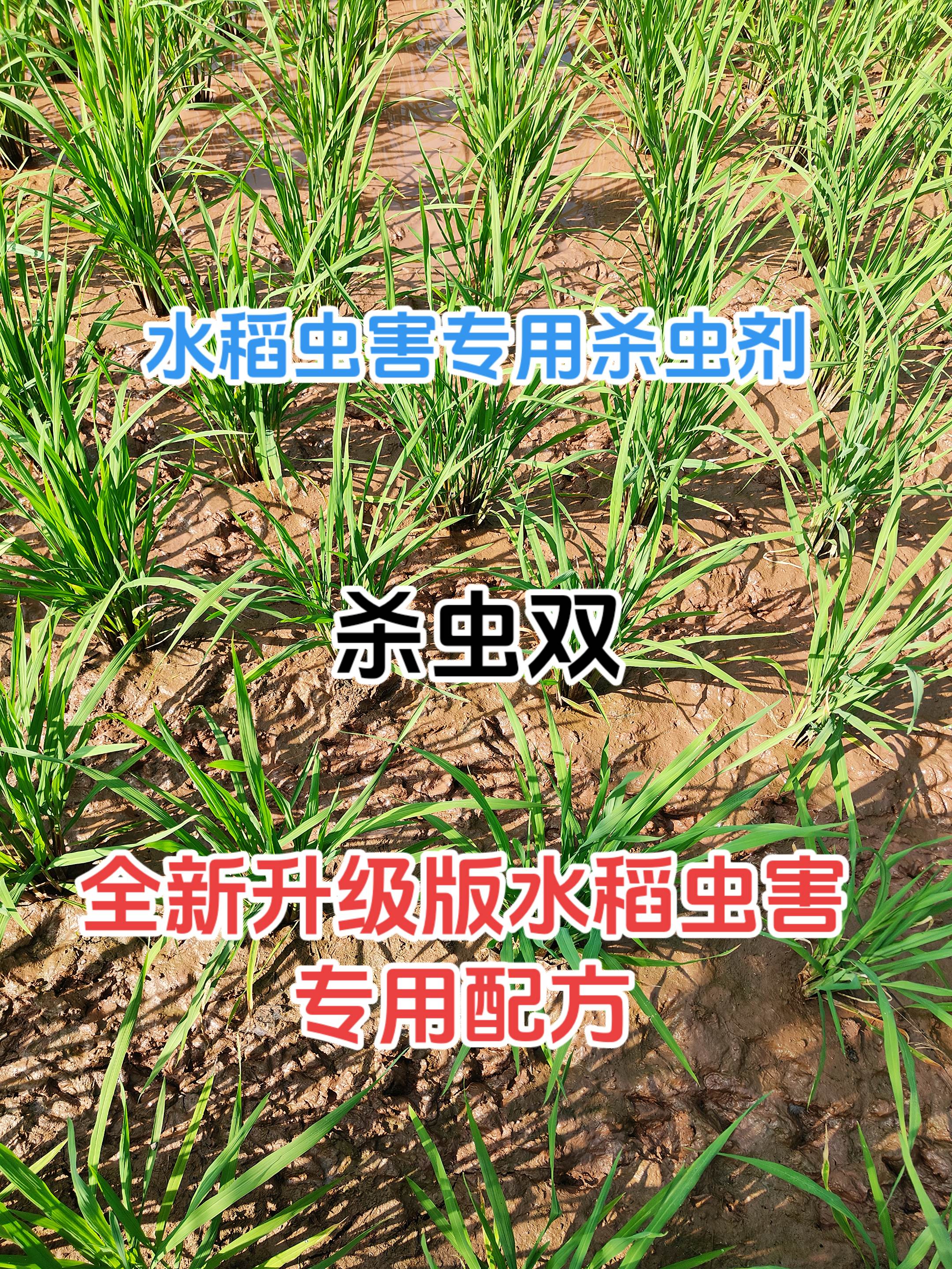 水稻虫害防治专用配方,杀虫双,一瓶五百克,兑水300斤可以打五亩地 双虫杀使用技术要求: 50~80克兑水30斤切记不要随意加大用量 1.本品应于水稻三化螟卵孵盛期至低龄幼虫钻蛀期,兑水30-60公斤/亩,均匀喷雾使用。使用后保持3-5厘米浅水层,让其自然落干后按常规进行排灌。于甘蔗蔗螟卵孵化盛期使用,兑水30-60公斤/亩,均匀喷。2.大风天或1小时内降雨,请勿使用。3.在水稻上的安全间隔期14天,每季最多使用3次;在甘蔗上的安全间隔期15天,每季最多使用1次。A,本品对马铃薯、豆类、高粱、棉花会产生药害,白菜、甘蓝等十字花科蔬菜幼苗在夏季高温下对本品敏感,使用时应避免液体飘移到上述作物。 #水稻种植 #水稻稻飞虱 #水稻钻心虫 #水稻卷叶螟 #水稻虫害防治