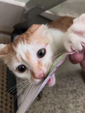 这么爱吃猫条的小猫,你们见过吗