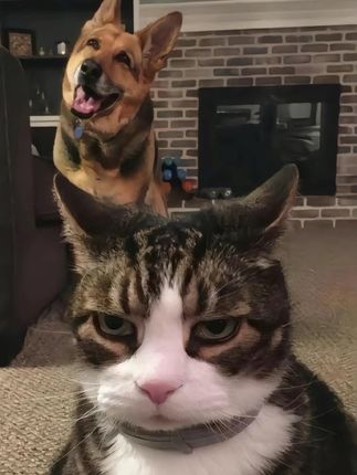 小狗的秘密是爱小猫(๑⃙⃘⁃̀⩊⁃́๑⃙⃘) #桂瑞 #萌物 #小猫 #小狗 创作支持:_eat瓶酒酿