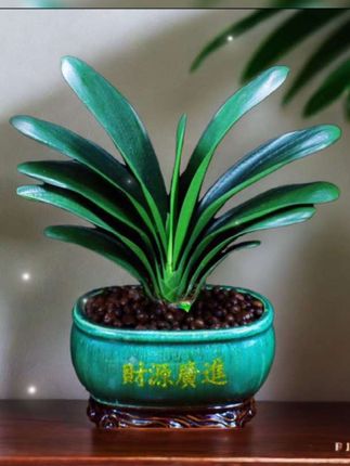 🌿君子兰静立,叶如剑锋,绿意盎然。置于案头,如诗如画,为生活添一抹雅致。✨   #君子兰盆栽 #绿植生活