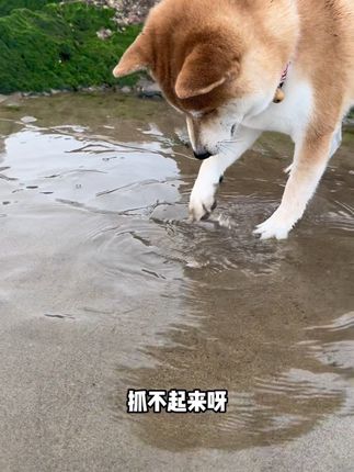 带来福荒岛觅食,碰到硬核皮皮虾! #狗狗 #赶海 #荒野求生
