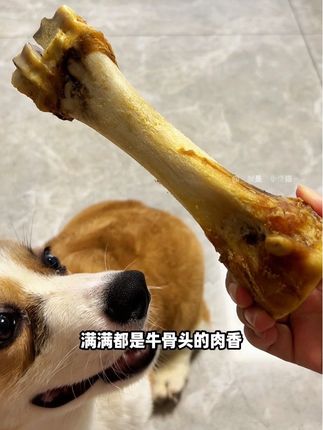 佩特兰迪的低温烘焙到酥脆的带肉牛棒骨,狗狗啃的嘎嘎香,不伤狗狗肠道放心吃#狗零食 #狗狗磨牙棒 #科学养宠攻略 #新手养宠 #萌宠出道计划